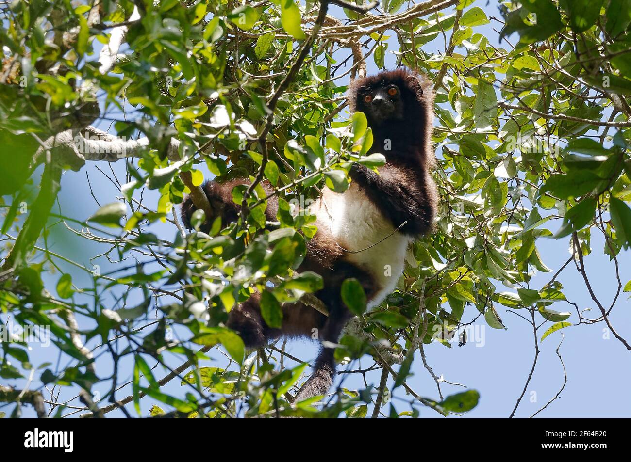 Milne-Edwards' sifaka (Propithecus edwardsi) - Ranomafana, Madagascar Foto Stock