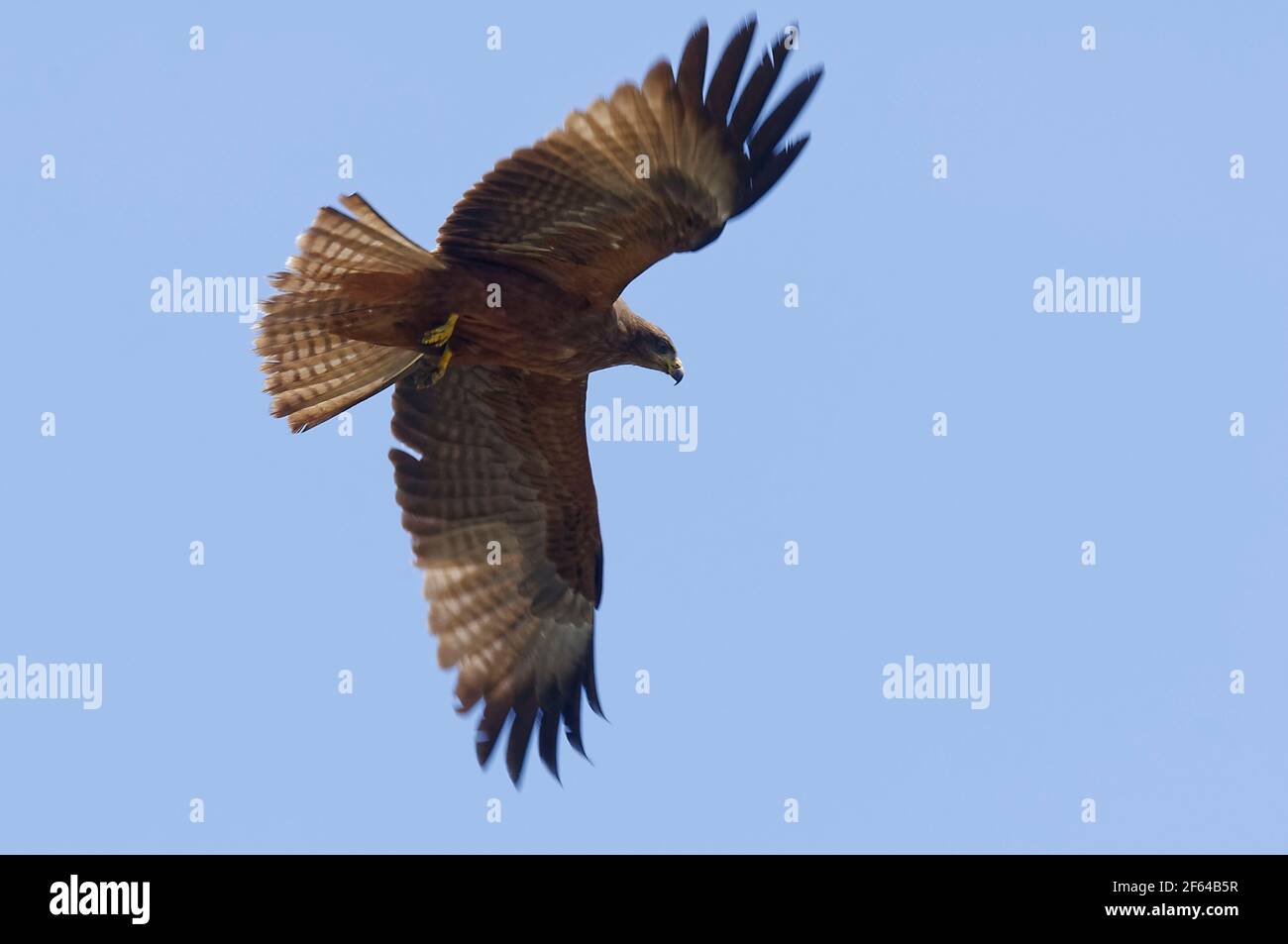 Aquilone nero (Milvus migrans), Madagascar Foto Stock