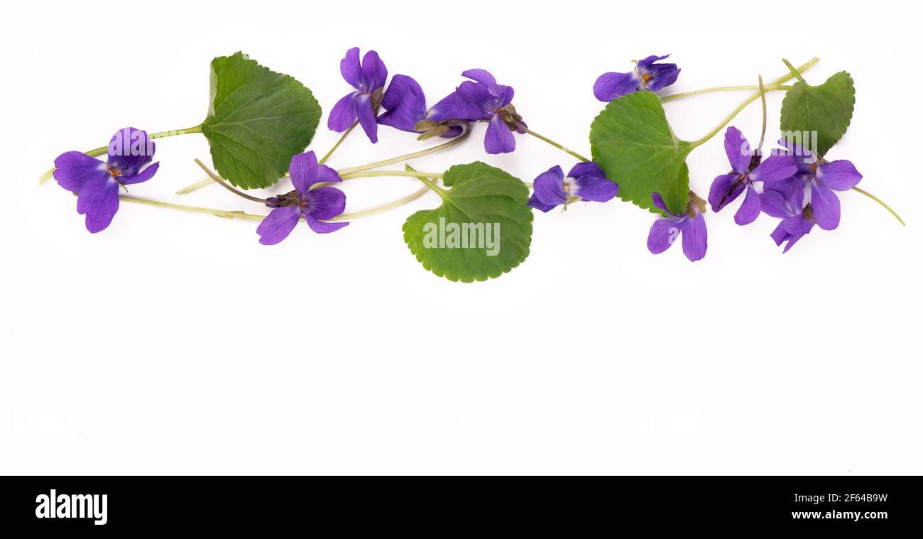 Foglia verde e fiori di legno viola Viola odorata isolato su sfondo bianco. Piante medicinali e da giardino Foto Stock
