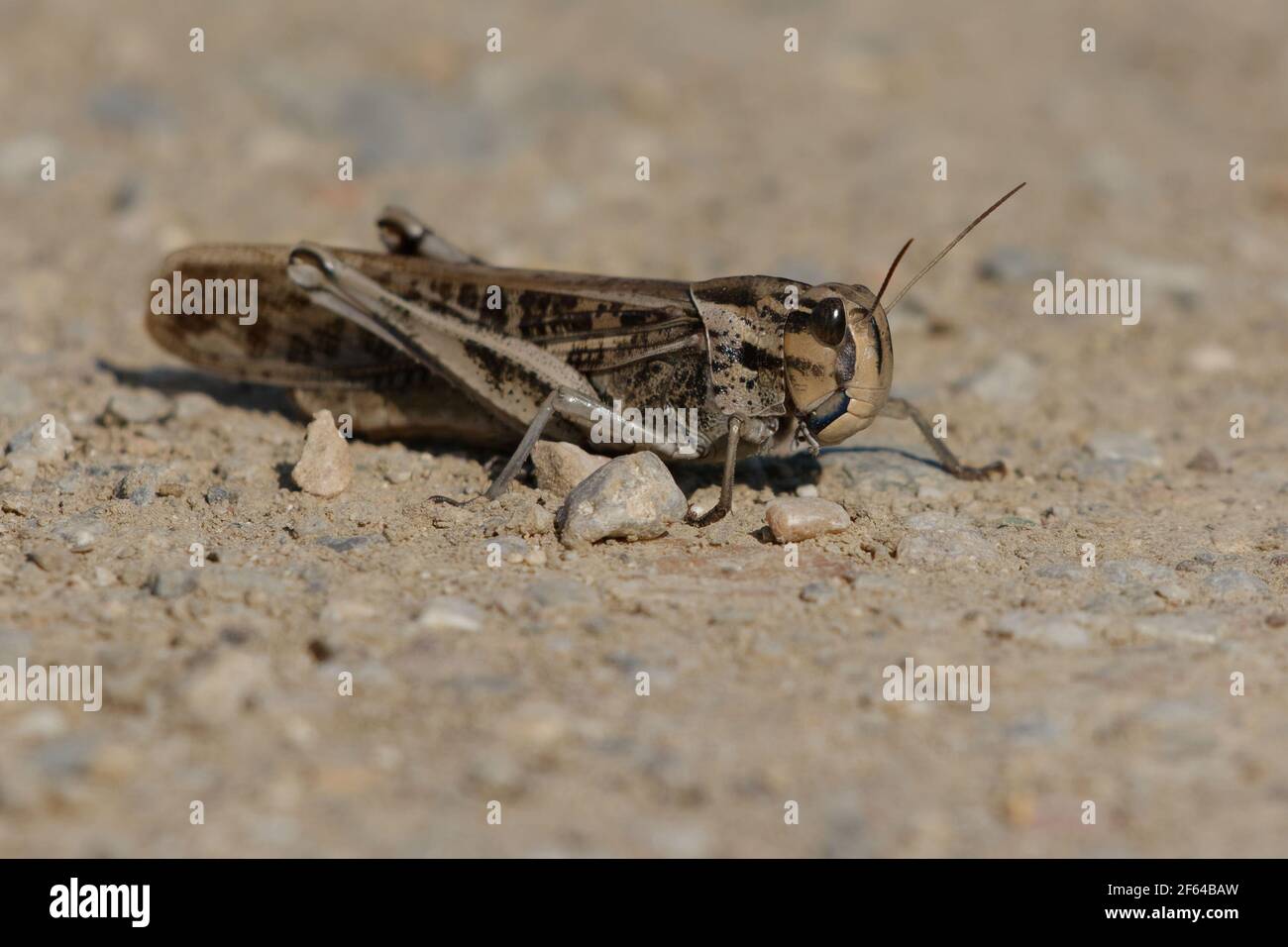 Locusta migratoria femminile (Locusta migratoria) Foto Stock