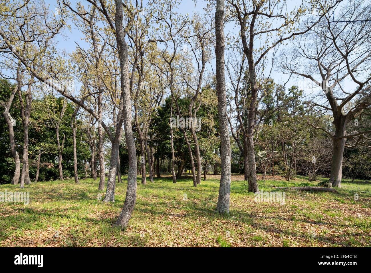 Area boscosa il 27 Marzo 2021 (inizio primavera), Isehara City, Prefettura di Kanagawa, Giappone Foto Stock