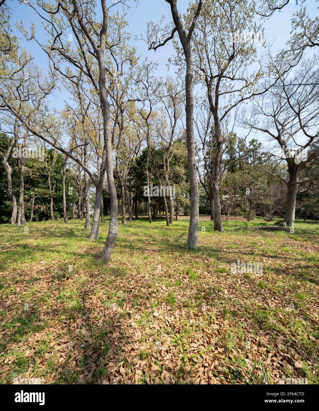 Area boscosa il 27 Marzo 2021 (inizio primavera), Isehara City, Prefettura di Kanagawa, Giappone Foto Stock