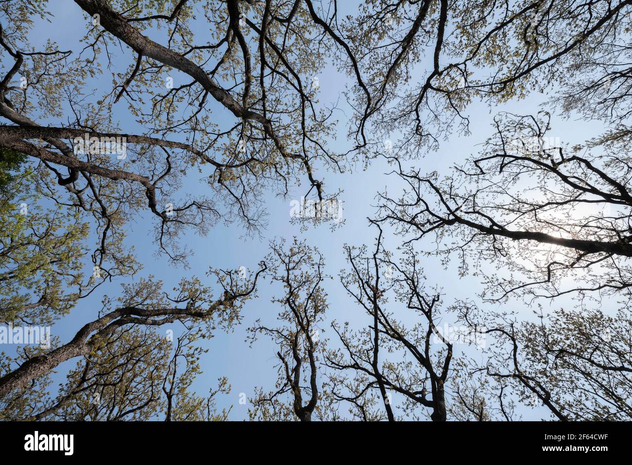 Area boscosa il 27 Marzo 2021 (inizio primavera), Isehara City, Prefettura di Kanagawa, Giappone Foto Stock
