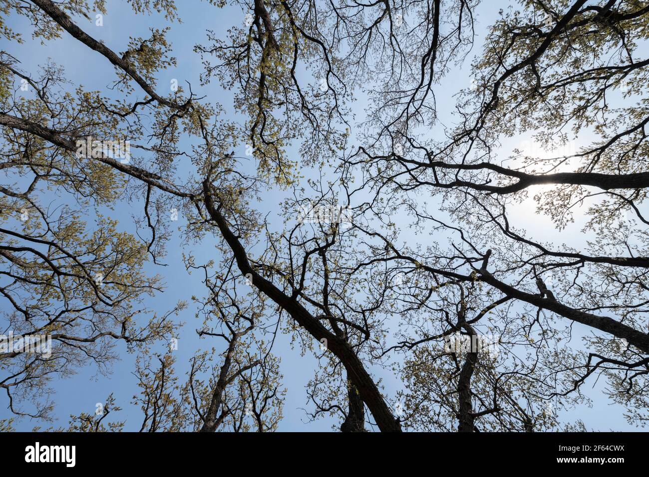 Area boscosa il 27 Marzo 2021 (inizio primavera), Isehara City, Prefettura di Kanagawa, Giappone Foto Stock