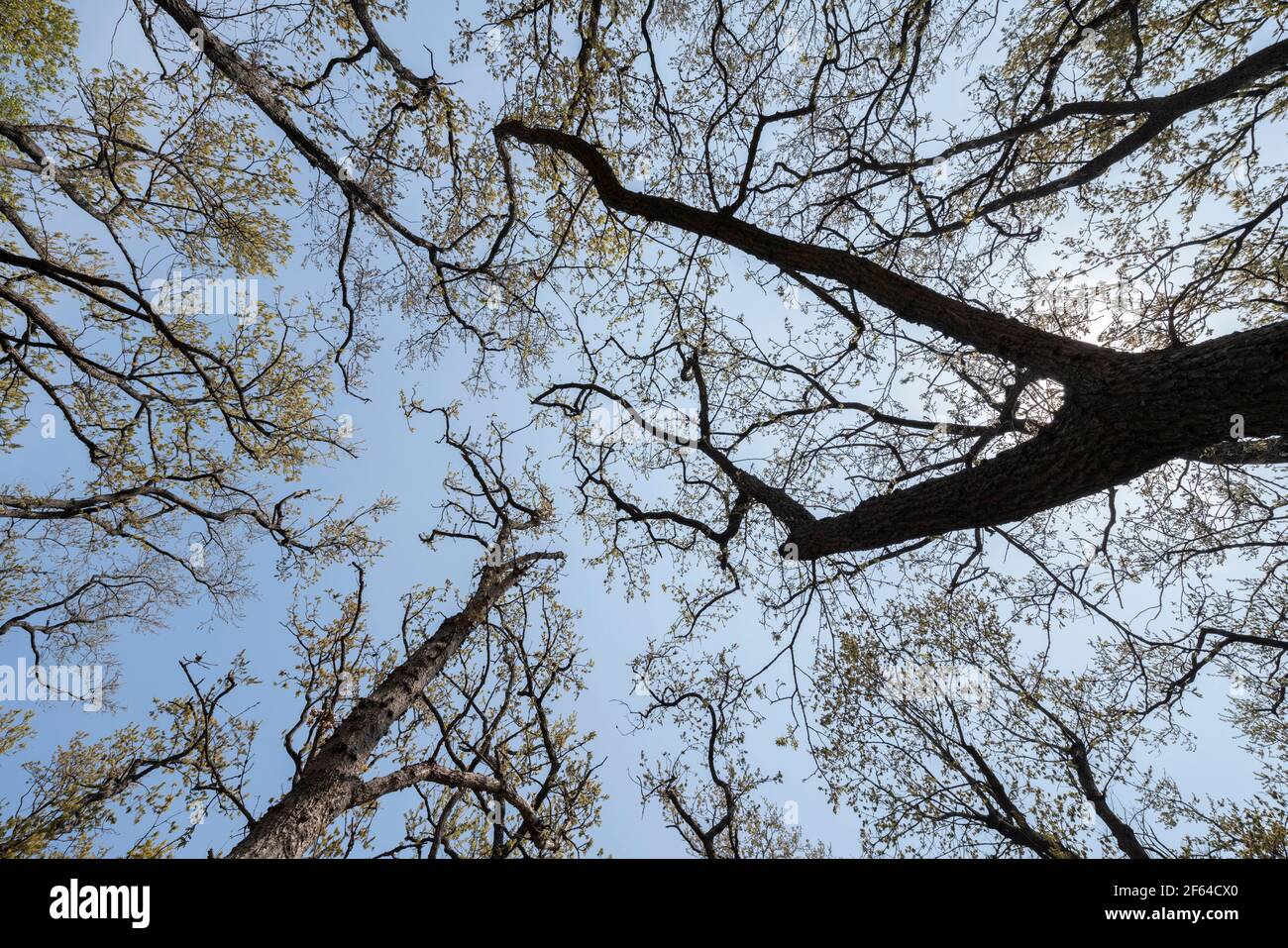 Area boscosa il 27 Marzo 2021 (inizio primavera), Isehara City, Prefettura di Kanagawa, Giappone Foto Stock