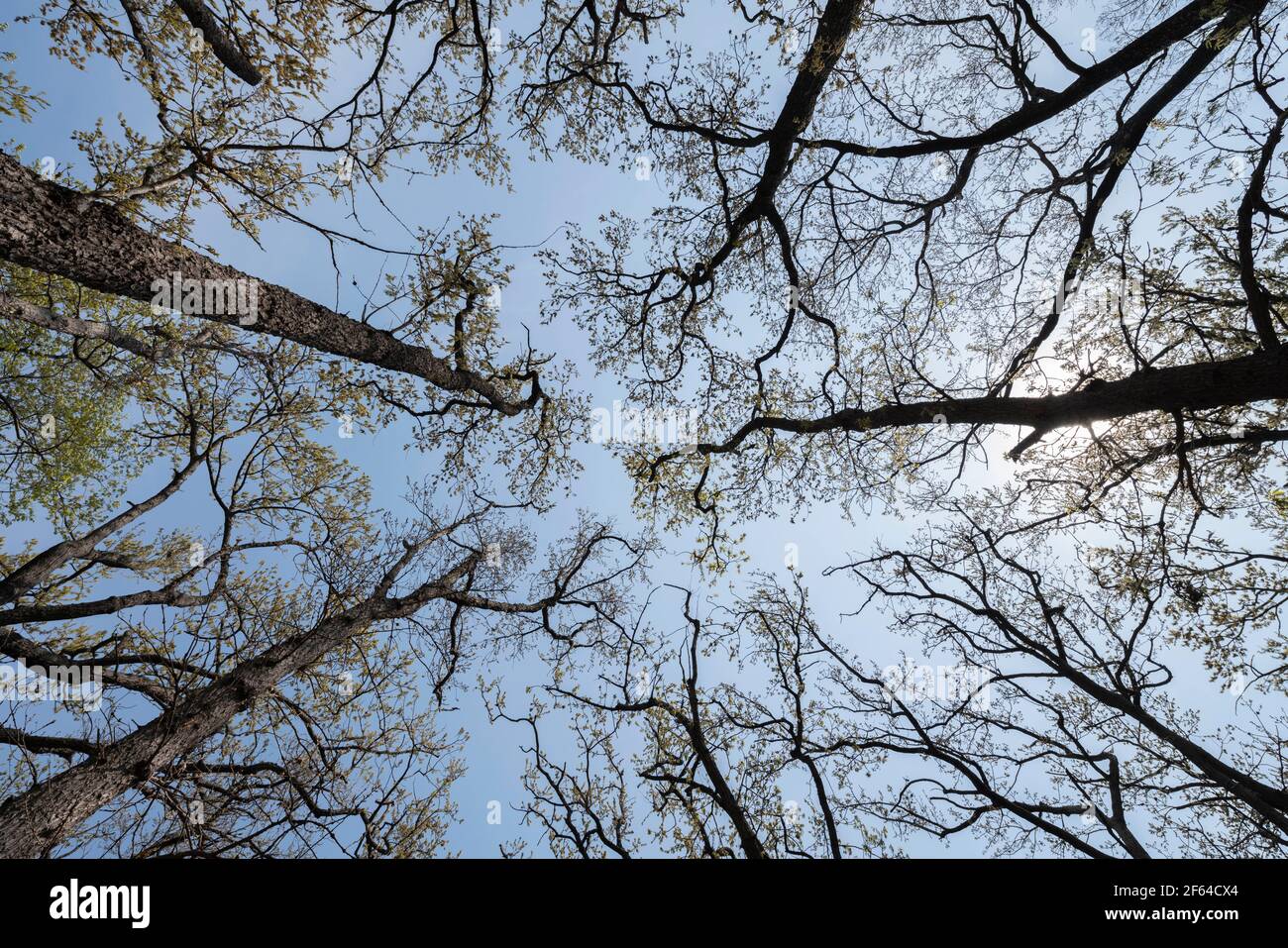 Area boscosa il 27 Marzo 2021 (inizio primavera), Isehara City, Prefettura di Kanagawa, Giappone Foto Stock