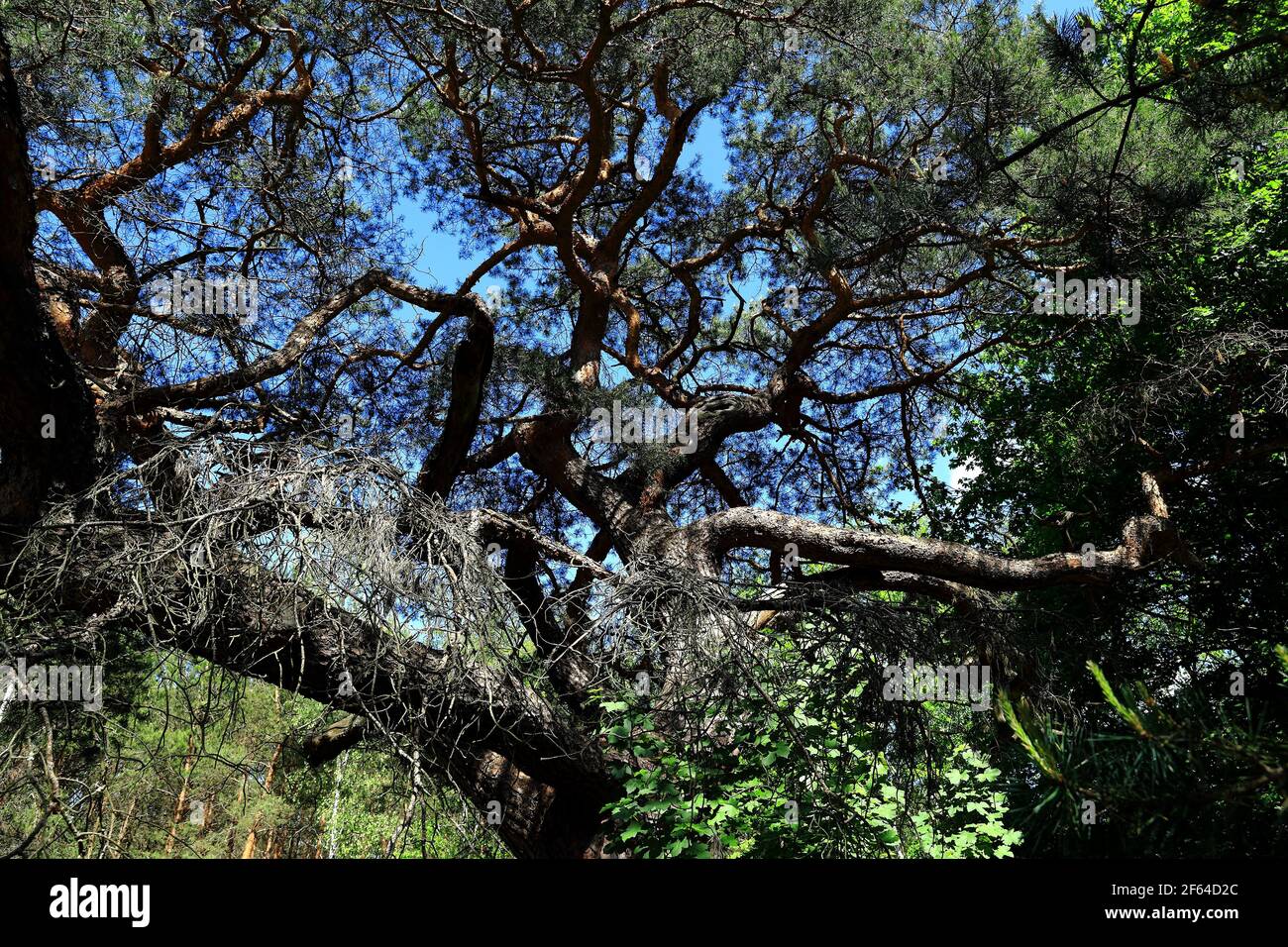 Un vecchio albero che cresce in una foresta di compensazione Foto Stock
