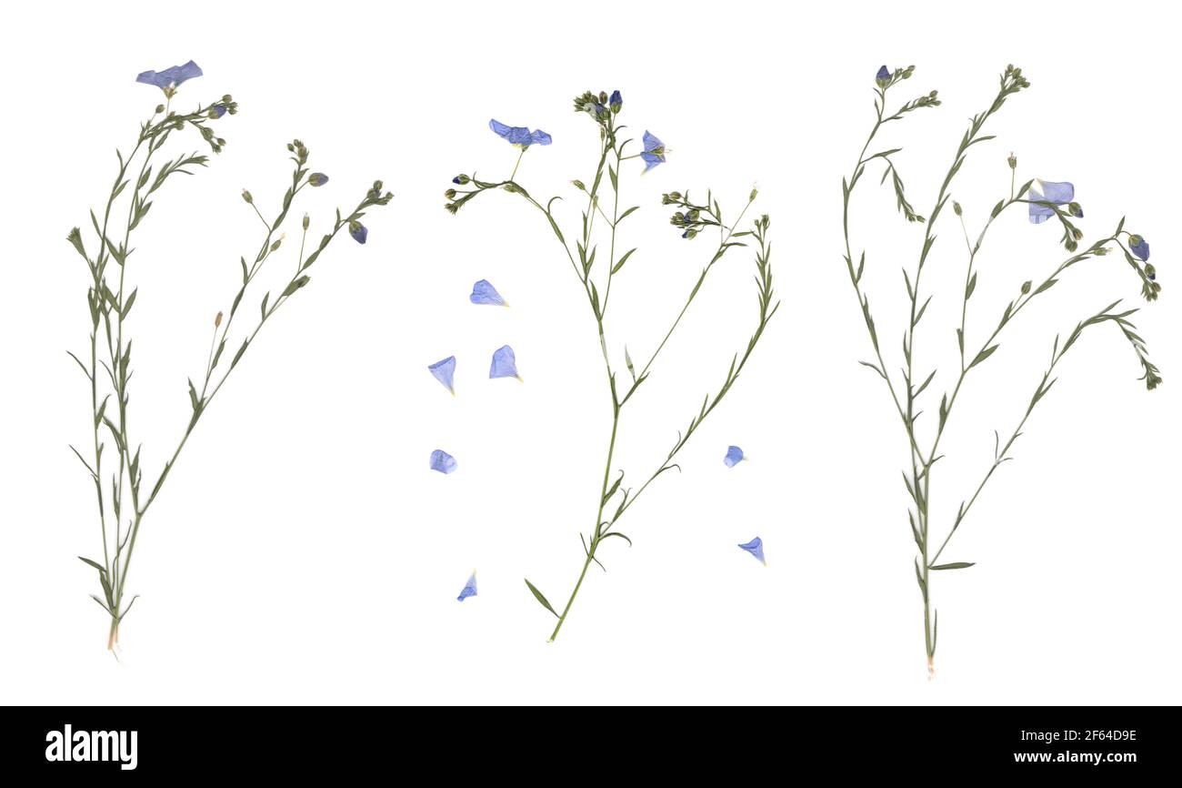 Erbario. Composizione di erba pressata e secca con fiori blu su fondo bianco. Foto Stock