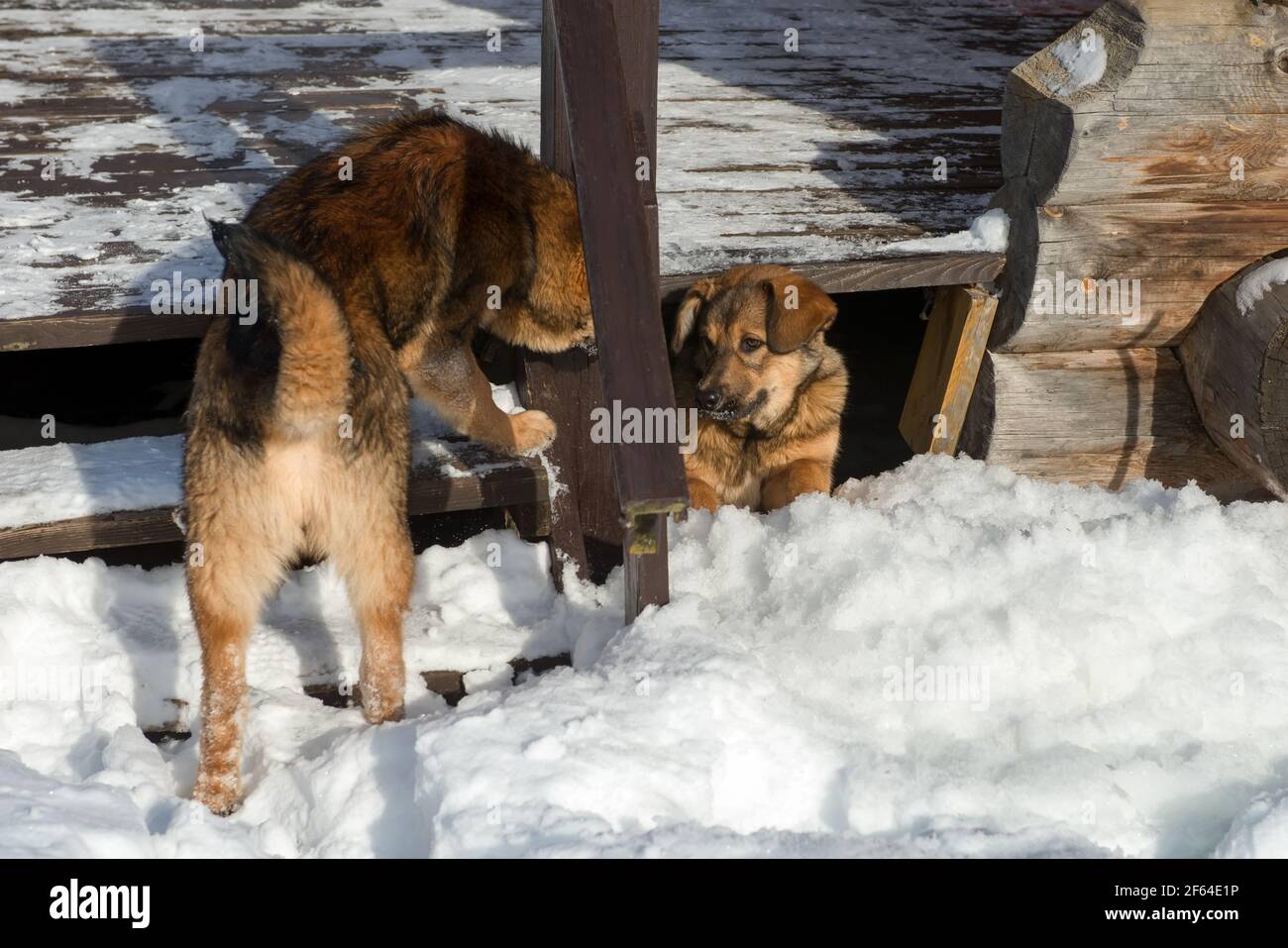 Cani fuori casa Foto Stock