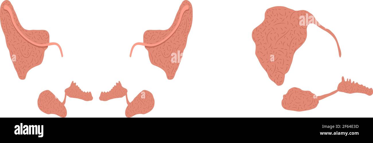 Illustrazione vettoriale piatta di ghiandole salivari parotide, submandibolari e sublinguali sane. Illustrazione Vettoriale