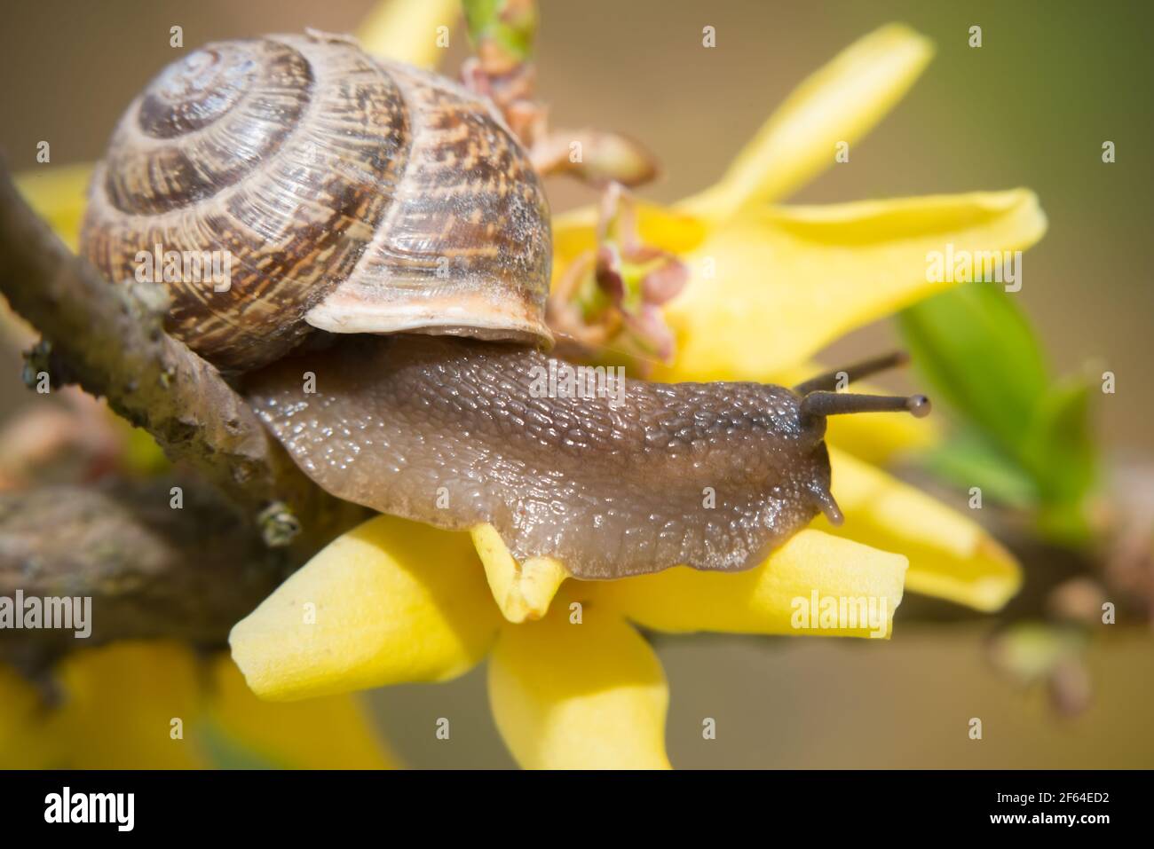 Una lumaca si muove su un fiore giallo su una molla pomeriggio Foto Stock