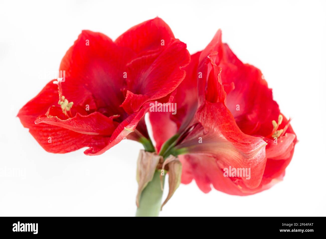 fiore rosso amaryllis in fiore Foto Stock