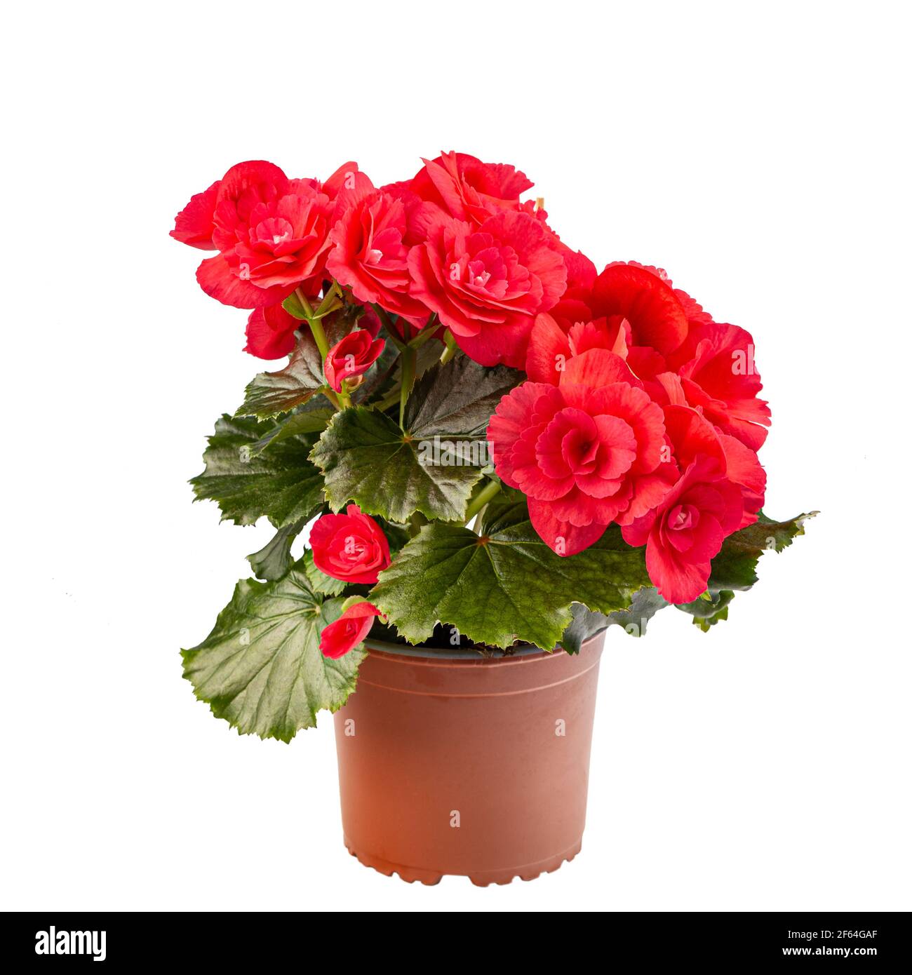 Begonia rossa in piena fioritura su sfondo bianco Foto Stock