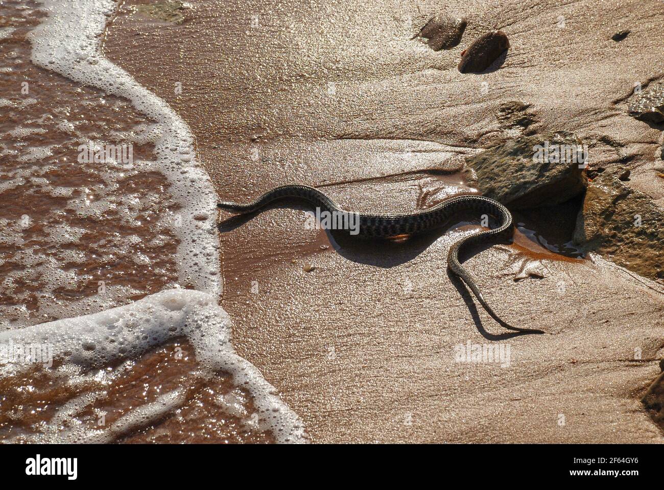 serpente d'acqua sulla spiaggia tra le persone. serpente pericoloso strisciato sulla spiaggia. Foto Stock