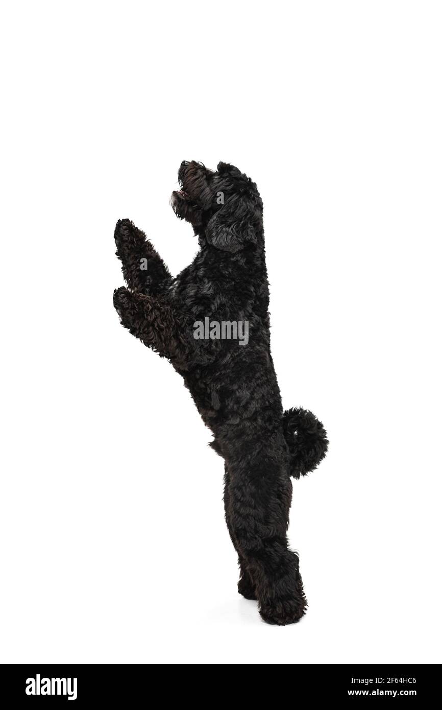 Labradoodle giovane nero che gioca isolato su sfondo bianco studio Foto Stock