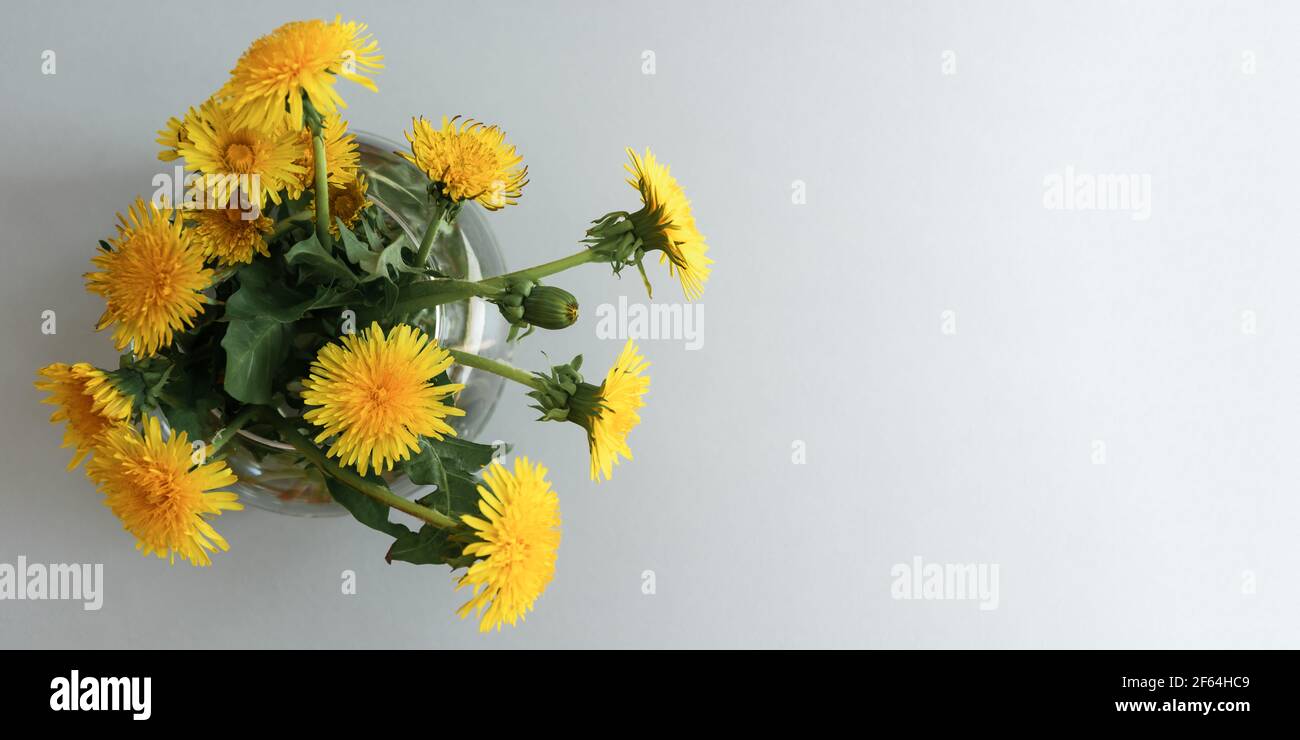 Bouquet giallo di andelioni in vaso su sfondo grigio pieno. Banner floreale orizzontale nei colori di tendenza di 2021. Concetto di Festa della mamma, greetin Foto Stock