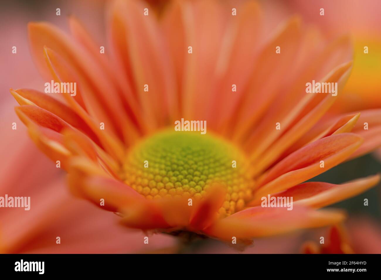 Crisantemo macro fiore arancio autunno. Astratto sfondo naturale dei petali. Bellissimi fiori fioriti nel giardino. Layout per sfondi, postc Foto Stock