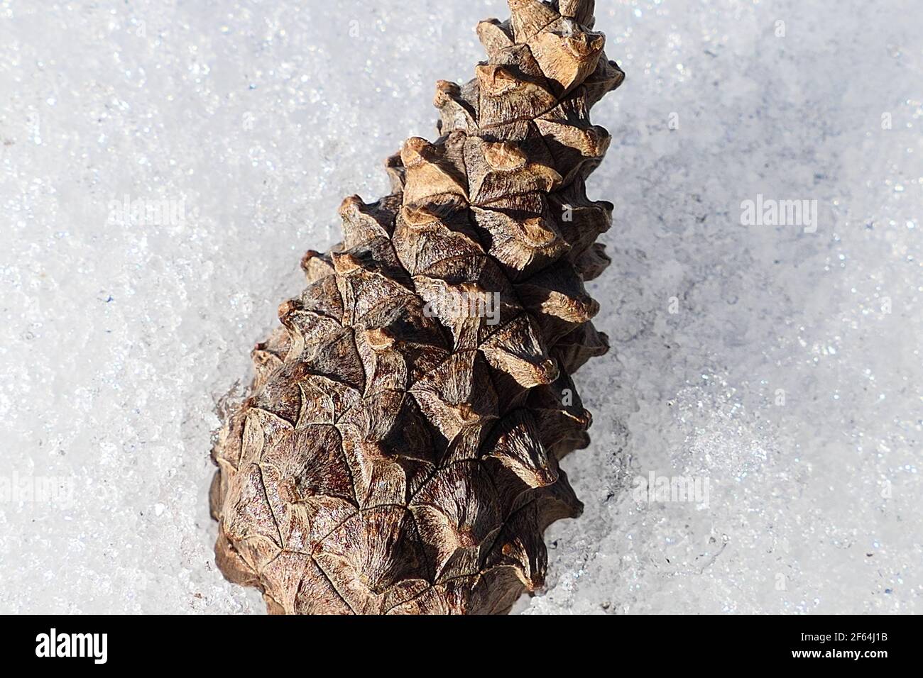 Poppa nella neve. Macrofotografie di urti ravvicinati. Foto di alta qualità Foto Stock