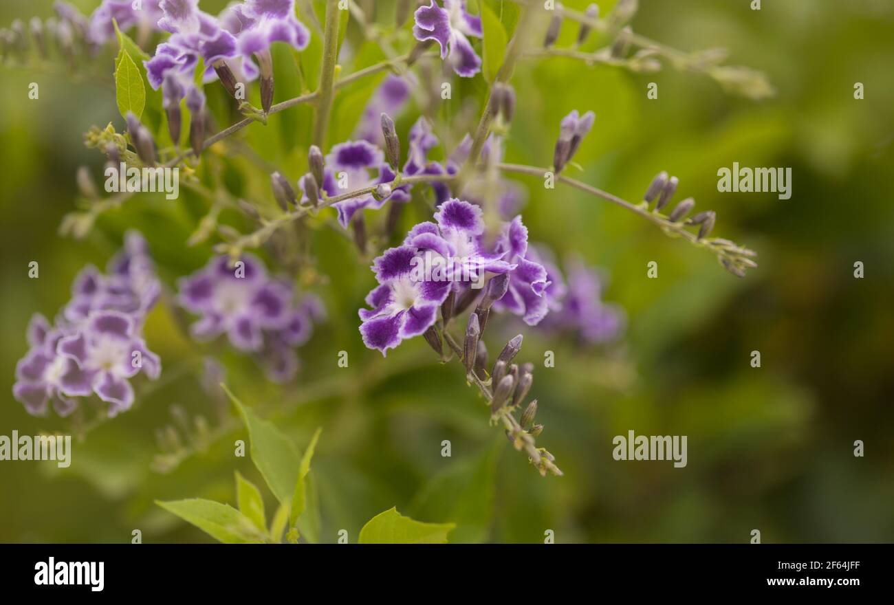 Fioritura Duranta erecta, skyflower naturale macro sfondo floreale Foto Stock
