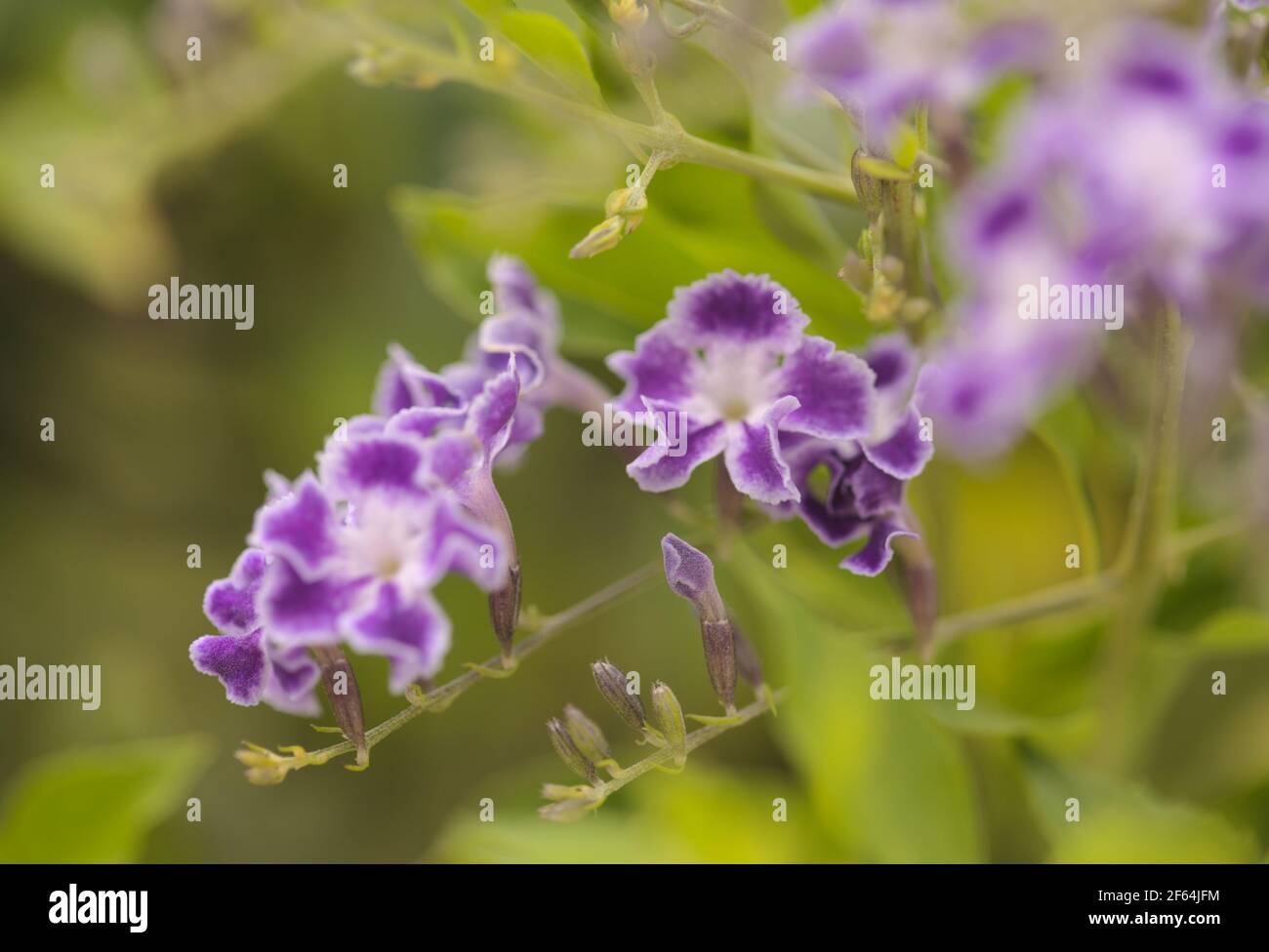 Fioritura Duranta erecta, skyflower naturale macro sfondo floreale Foto Stock