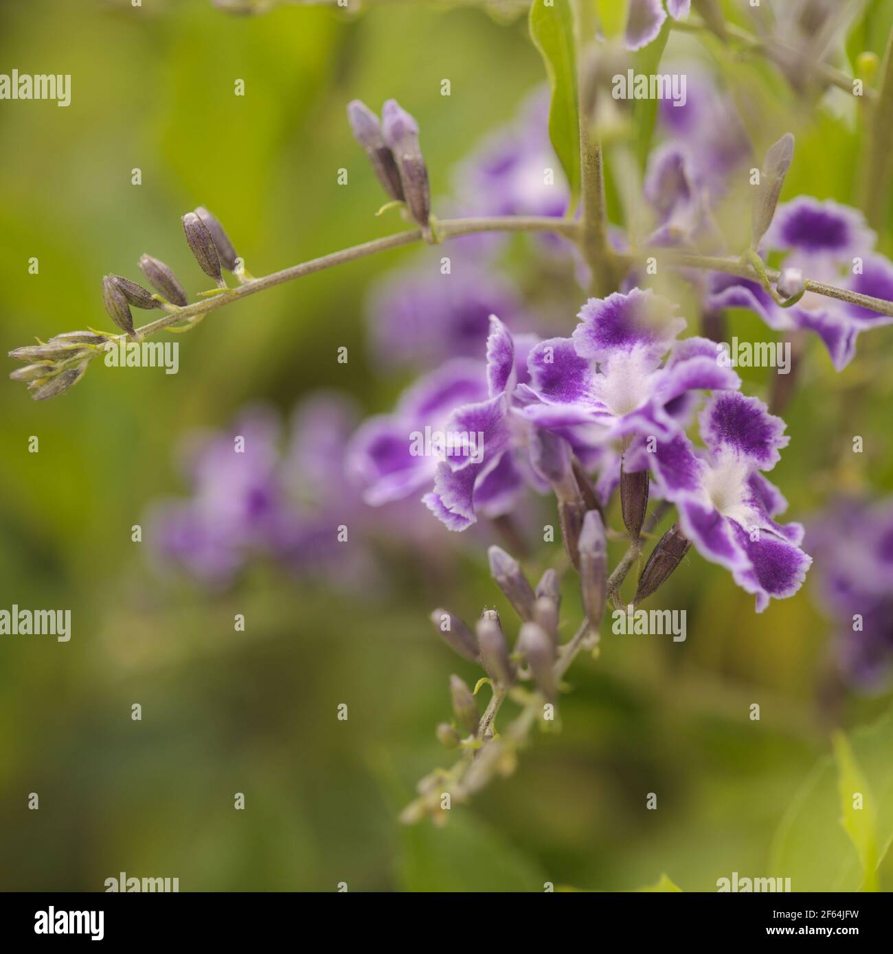 Fioritura Duranta erecta, skyflower naturale macro sfondo floreale Foto Stock
