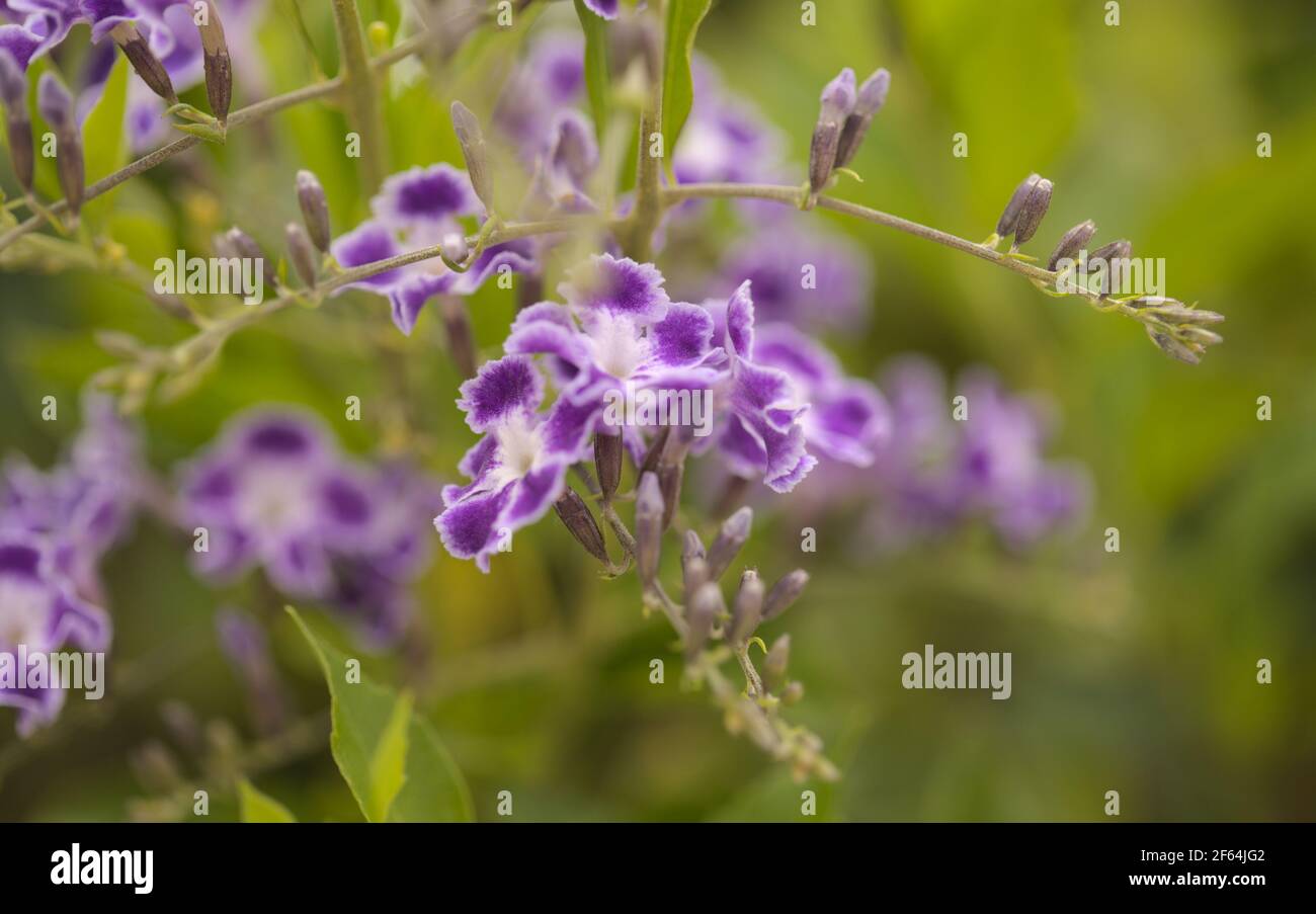 Fioritura Duranta erecta, skyflower naturale macro sfondo floreale Foto Stock