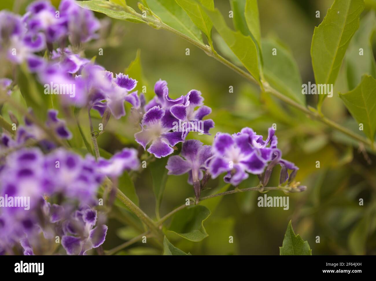 Fioritura Duranta erecta, skyflower naturale macro sfondo floreale Foto Stock
