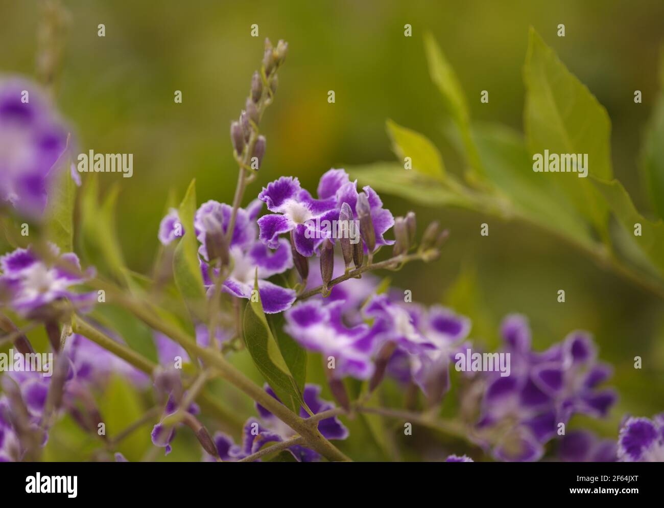 Fioritura Duranta erecta, skyflower naturale macro sfondo floreale Foto Stock