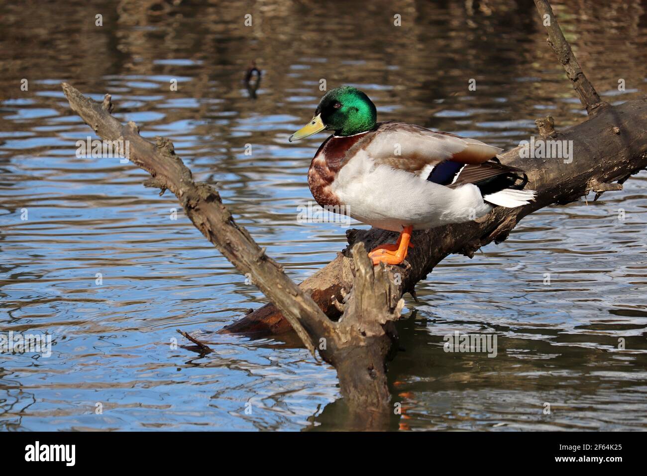 Anatra di Mallard seduta su un tronco d'albero in un fiume. Anatra selvatica maschile in primavera Foto Stock