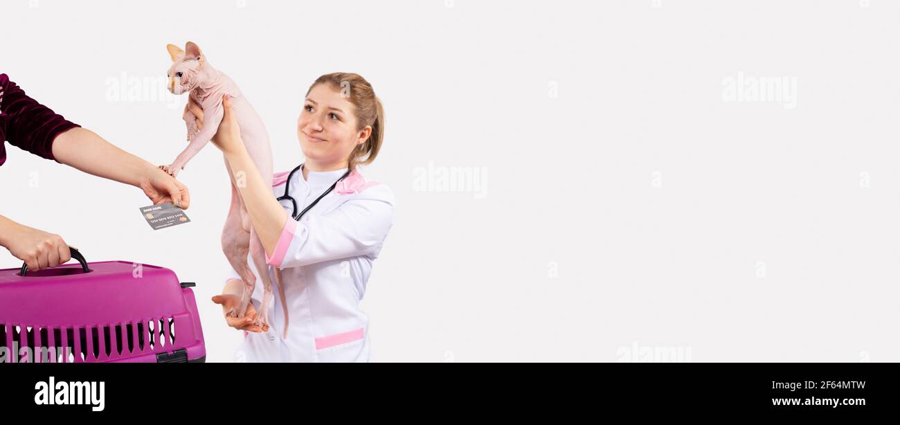 Banner - formato lungo di ampio spazio su sfondo grigio. Il veterinario ha consegnato un animale domestico adorabile al suo proprietario in cambio di pagare con la carta di credito per il veterinario Foto Stock