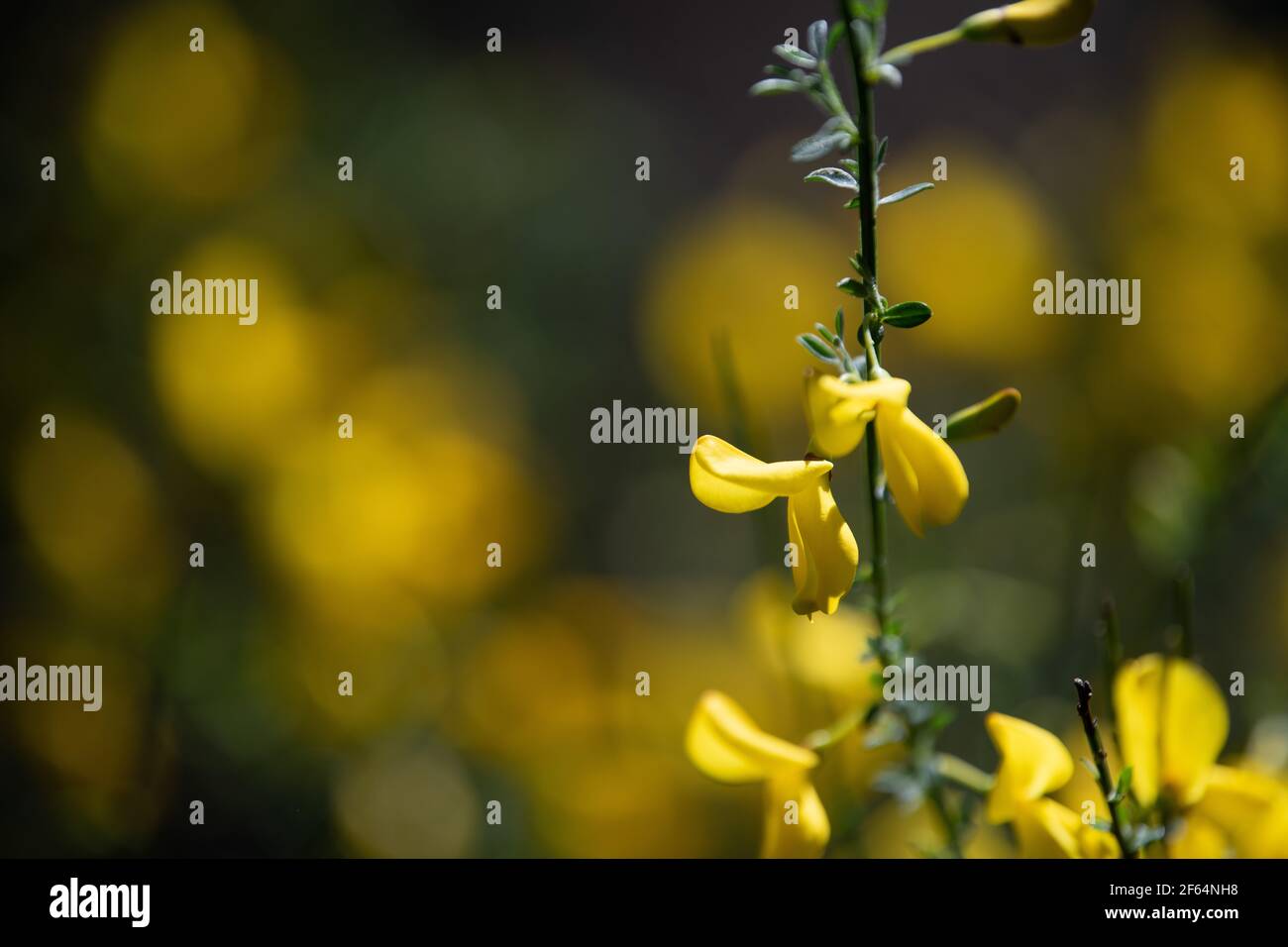 Fiori di ginestra gialli in una pineta, massiccio forestale a Carcans Plage, pineta vicino Lacanau, sulla costa atlantica francese Foto Stock