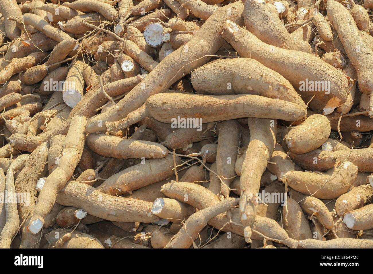 Grande manioca o tapioca pianta, genere Manihot, Cassava in giardino ( in  laos ) asia Foto stock - Alamy