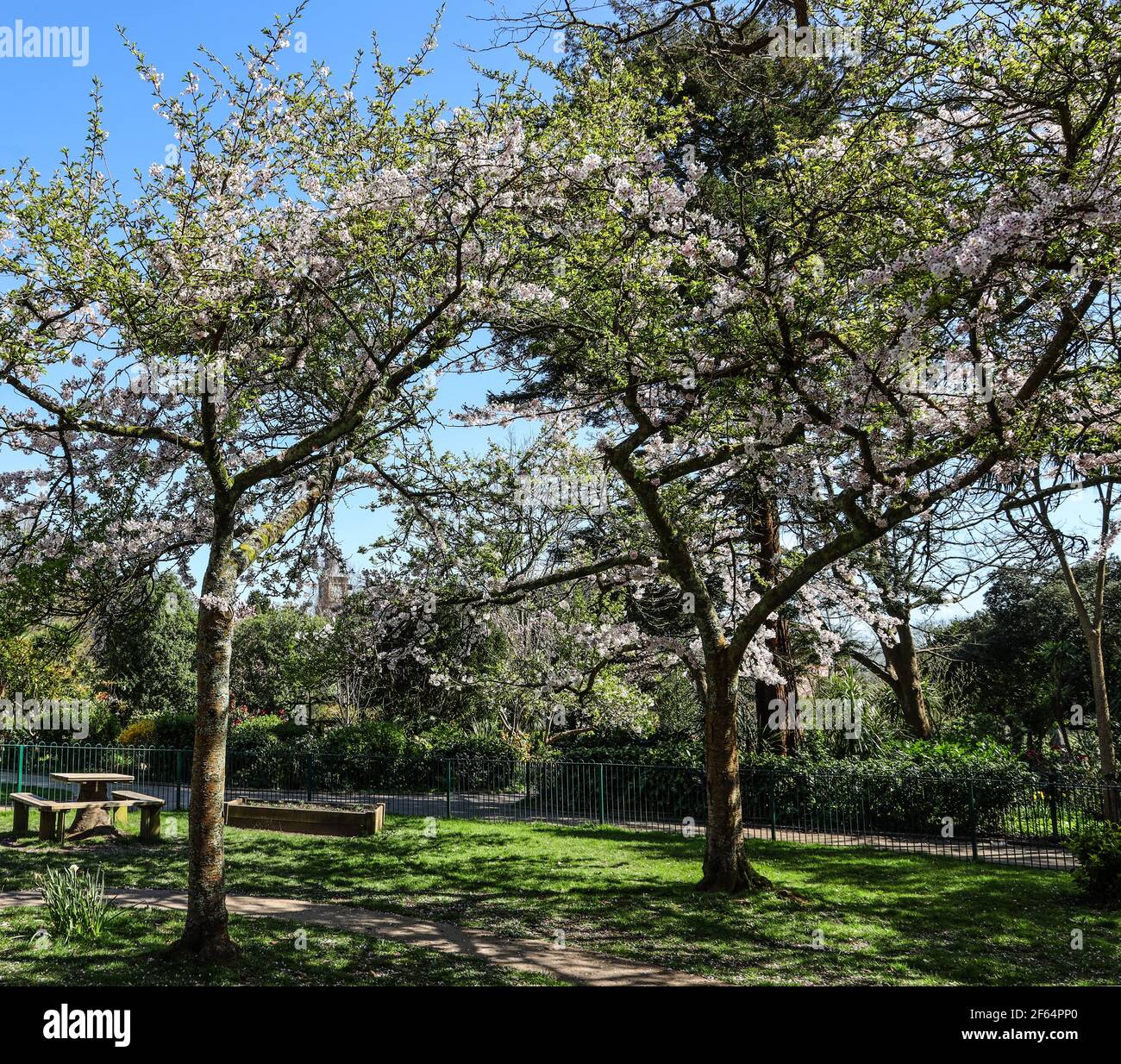 Devonport Park a Plymouth è spesso indicato come il Peoples Park. Fioritura primaverile in uno spazio tranquillo, il Giardino Sensorary. Foto Stock