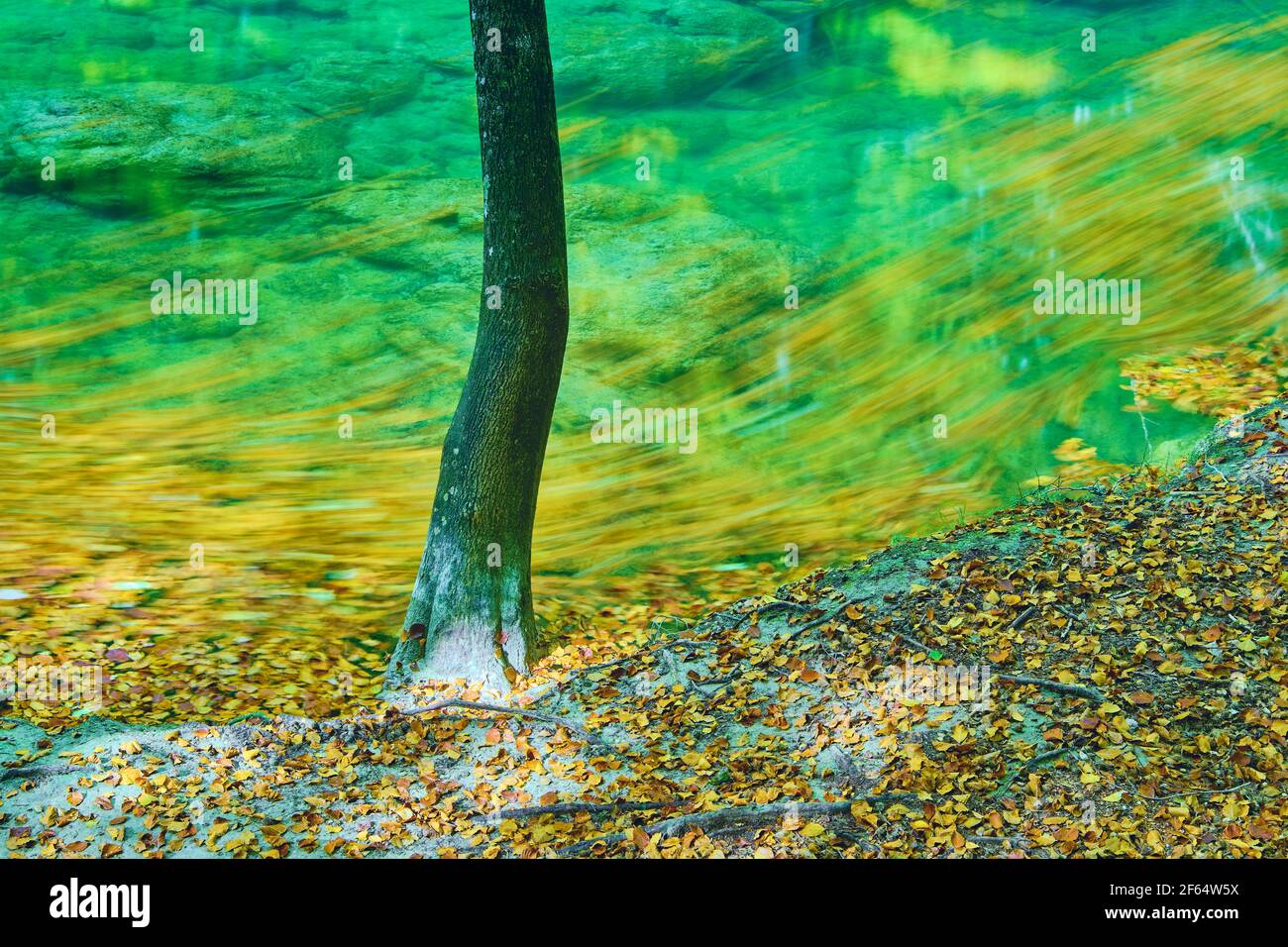 Albero e fiume con foglie cadute in autunno. Foto Stock