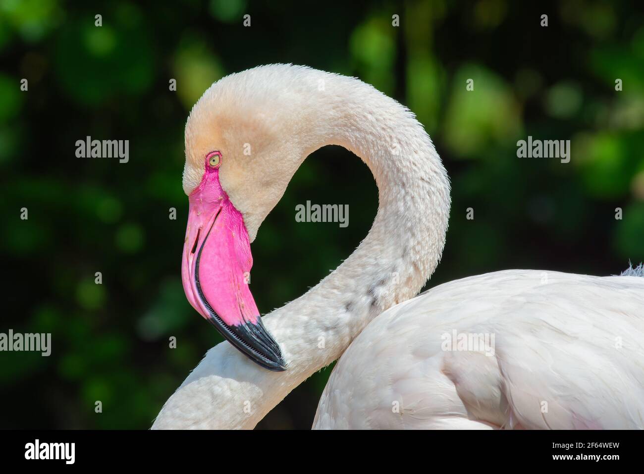 Ritratto di un fenicottero più grande, la più grande specie della famiglia dei fenicotteri Foto Stock