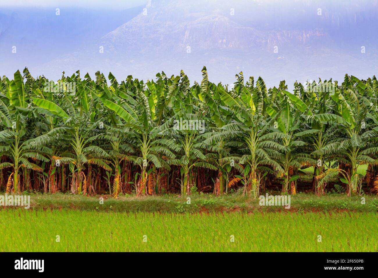 Piante di banana nello stato indiano di Tamil Nadu. Foto Stock