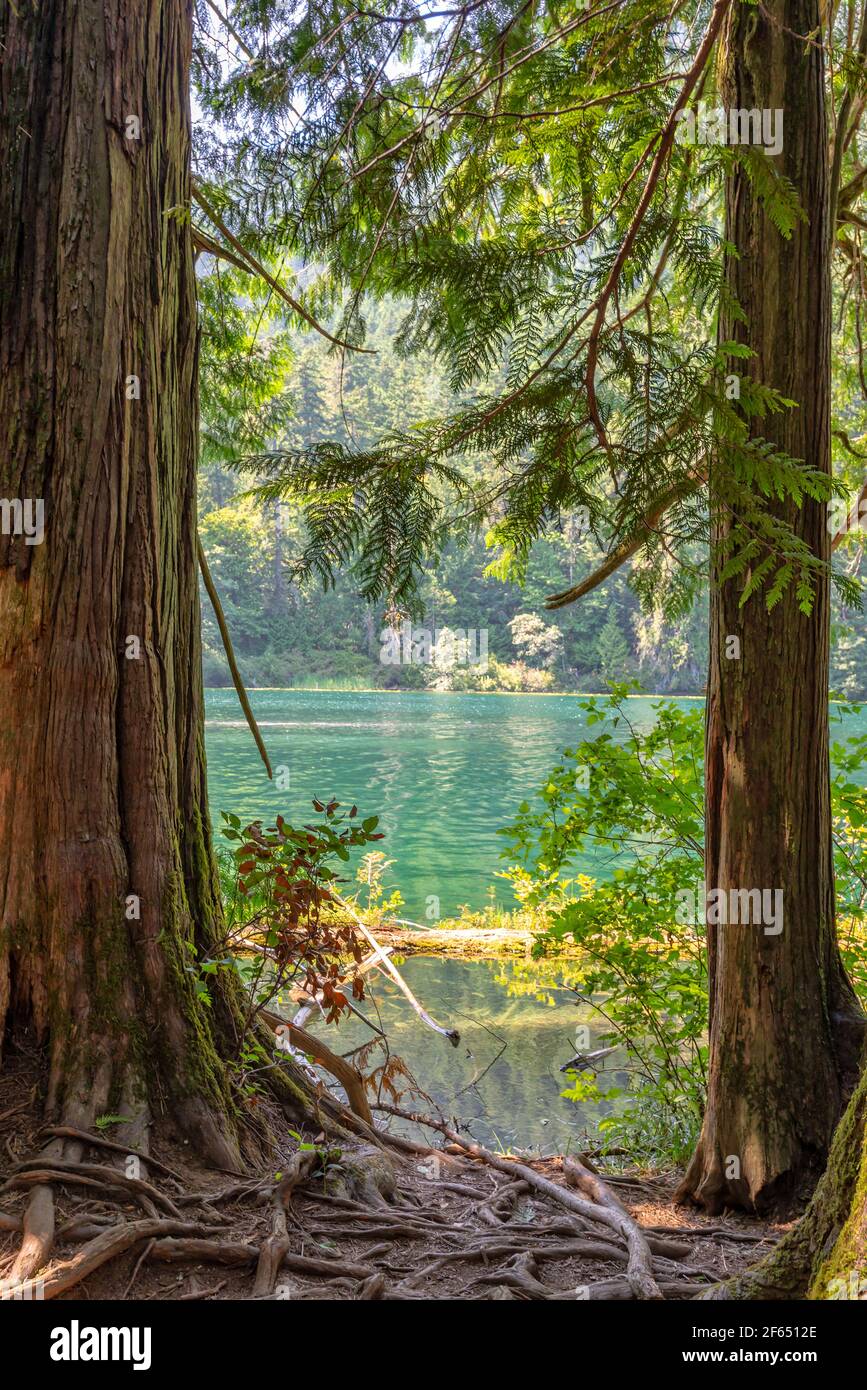 Cameron Lake and Cathedral Grove, MacMillan Provincial Park, Vancouver Island, British Columbia, Canada Foto Stock