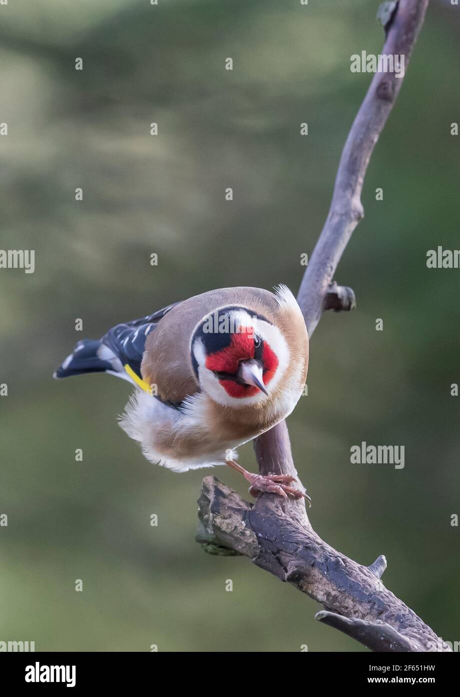 Goldfinch (Carduelis Carduelis) su una filiale inglese Foto Stock
