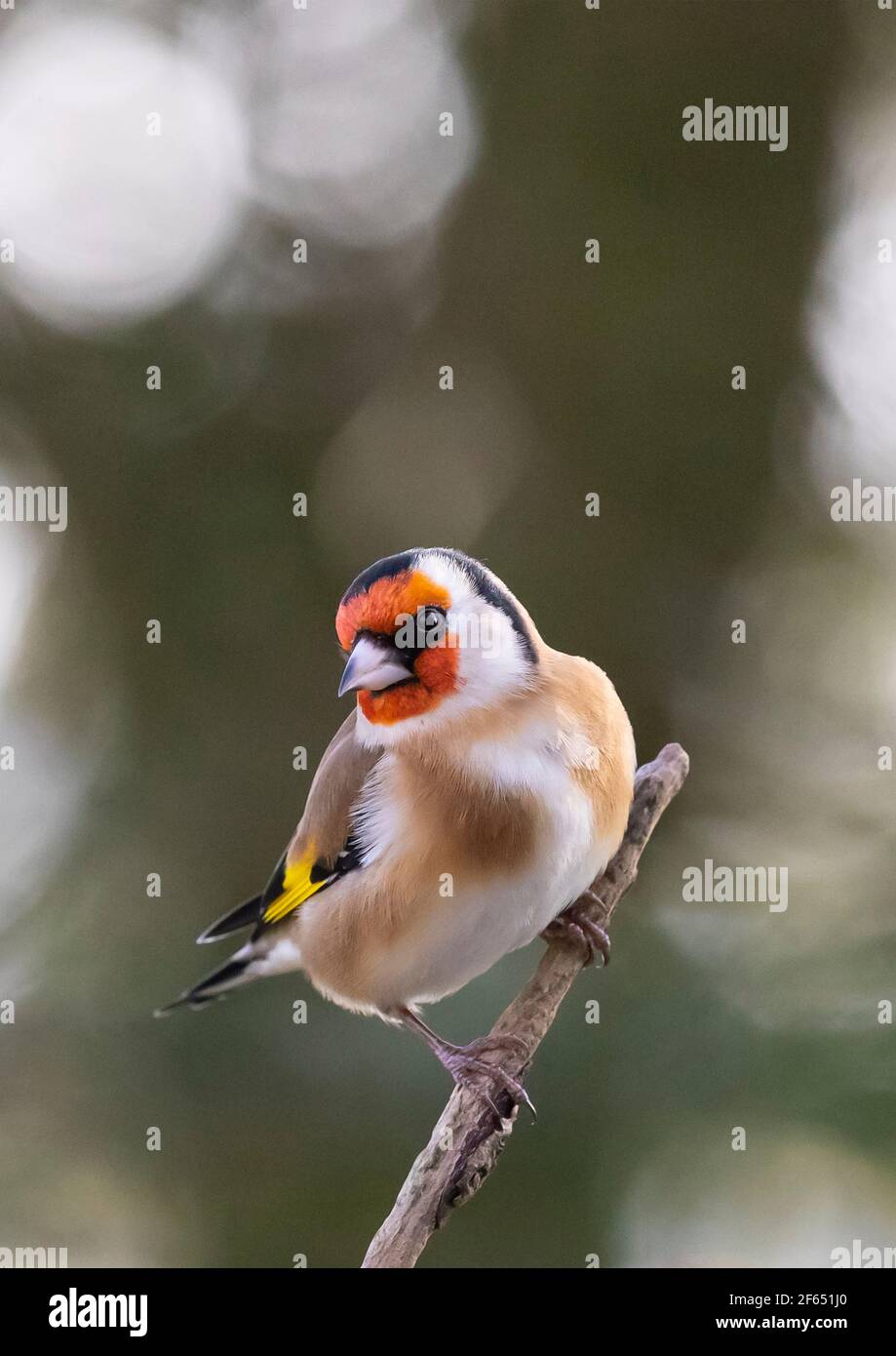Goldfinch (Carduelis Carduelis) su una filiale inglese Foto Stock