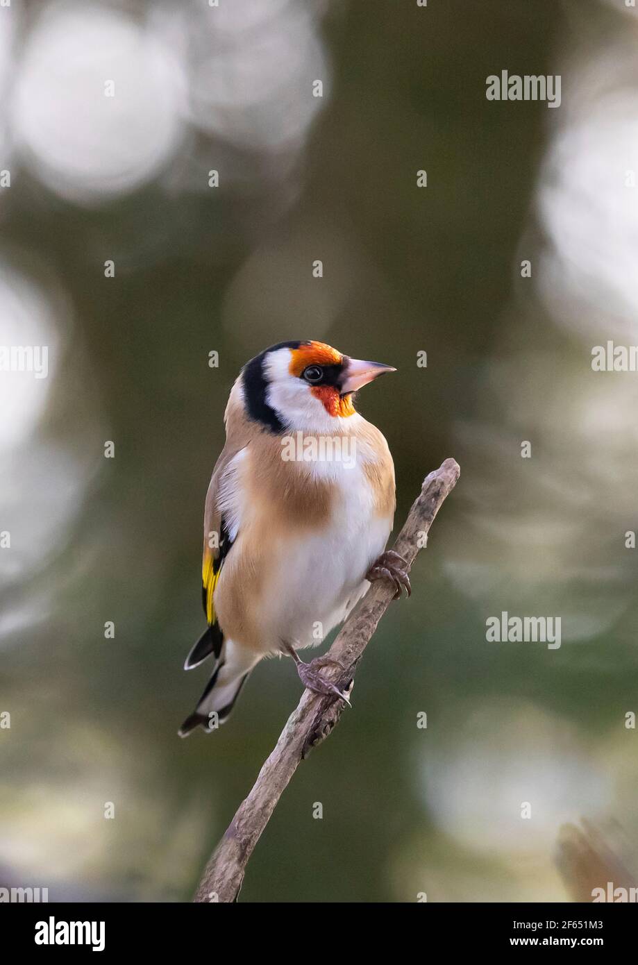 Goldfinch (Carduelis Carduelis) su una filiale inglese Foto Stock