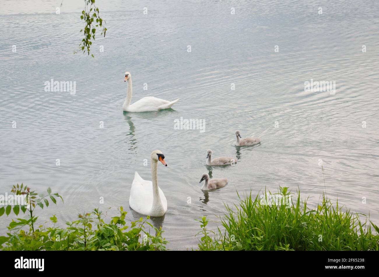 famiglia di cigni sul lago Foto Stock