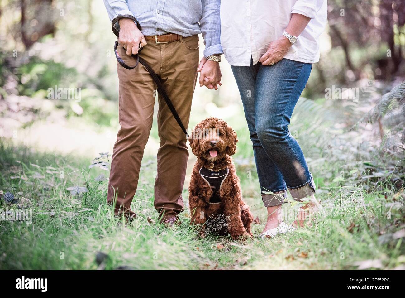 Labradoodle camminando nei boschi Foto Stock