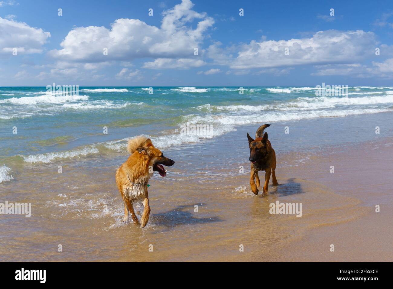 due cani che giocano in mare tra loro Foto Stock