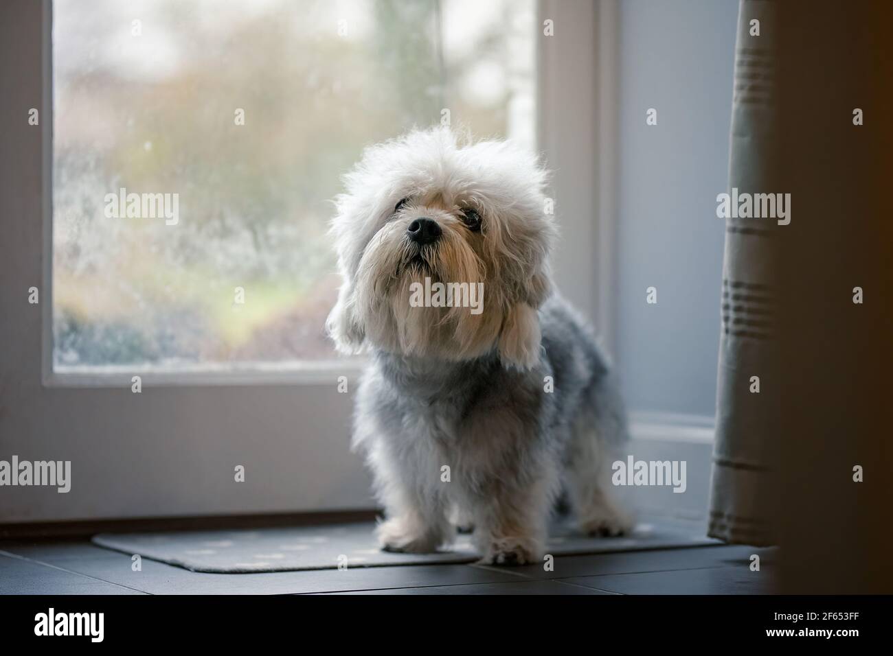 Dand Dinmont Terrier cane adulto Foto Stock