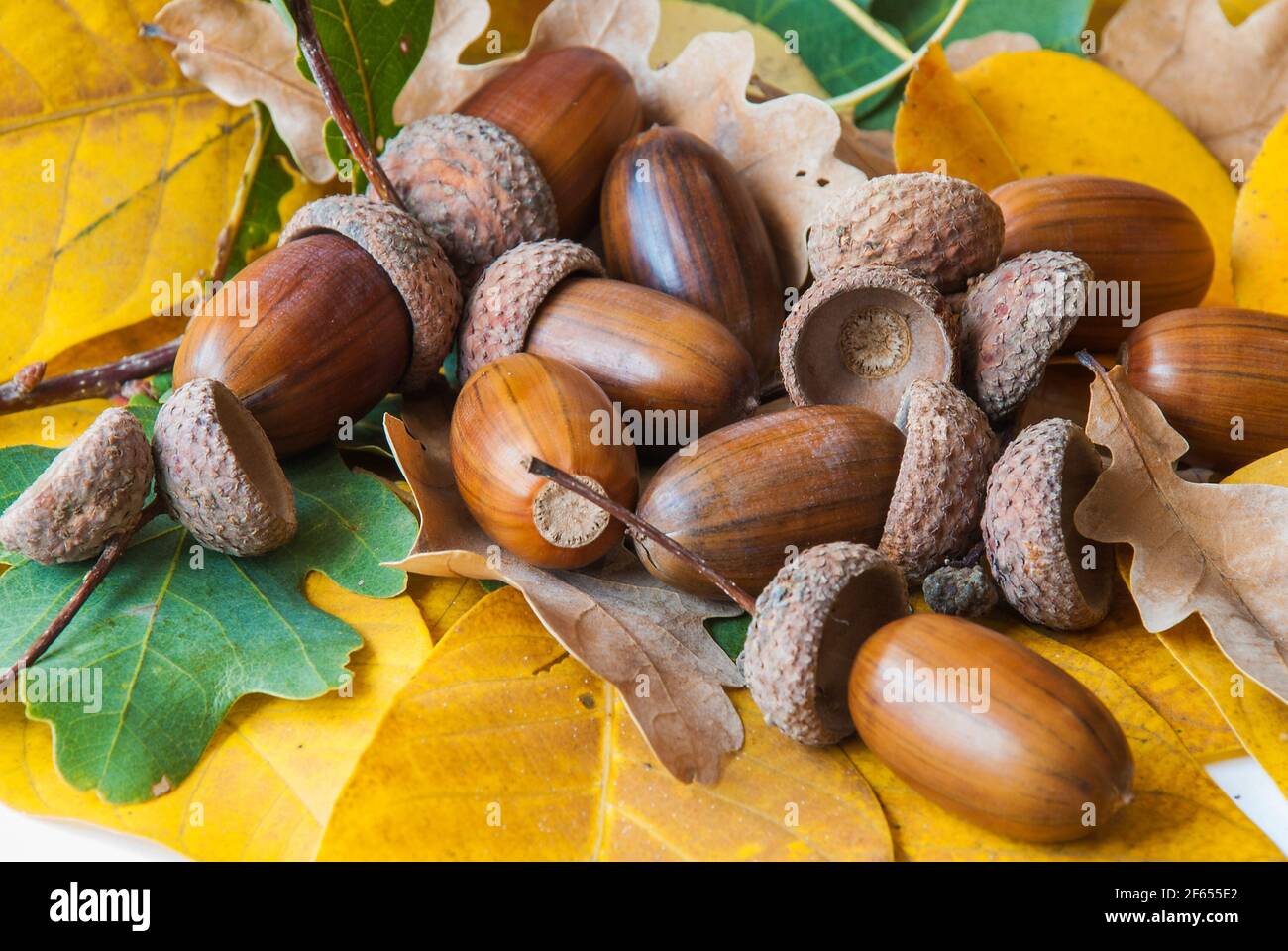 Composizione di ghiande di quercia. Foto Stock