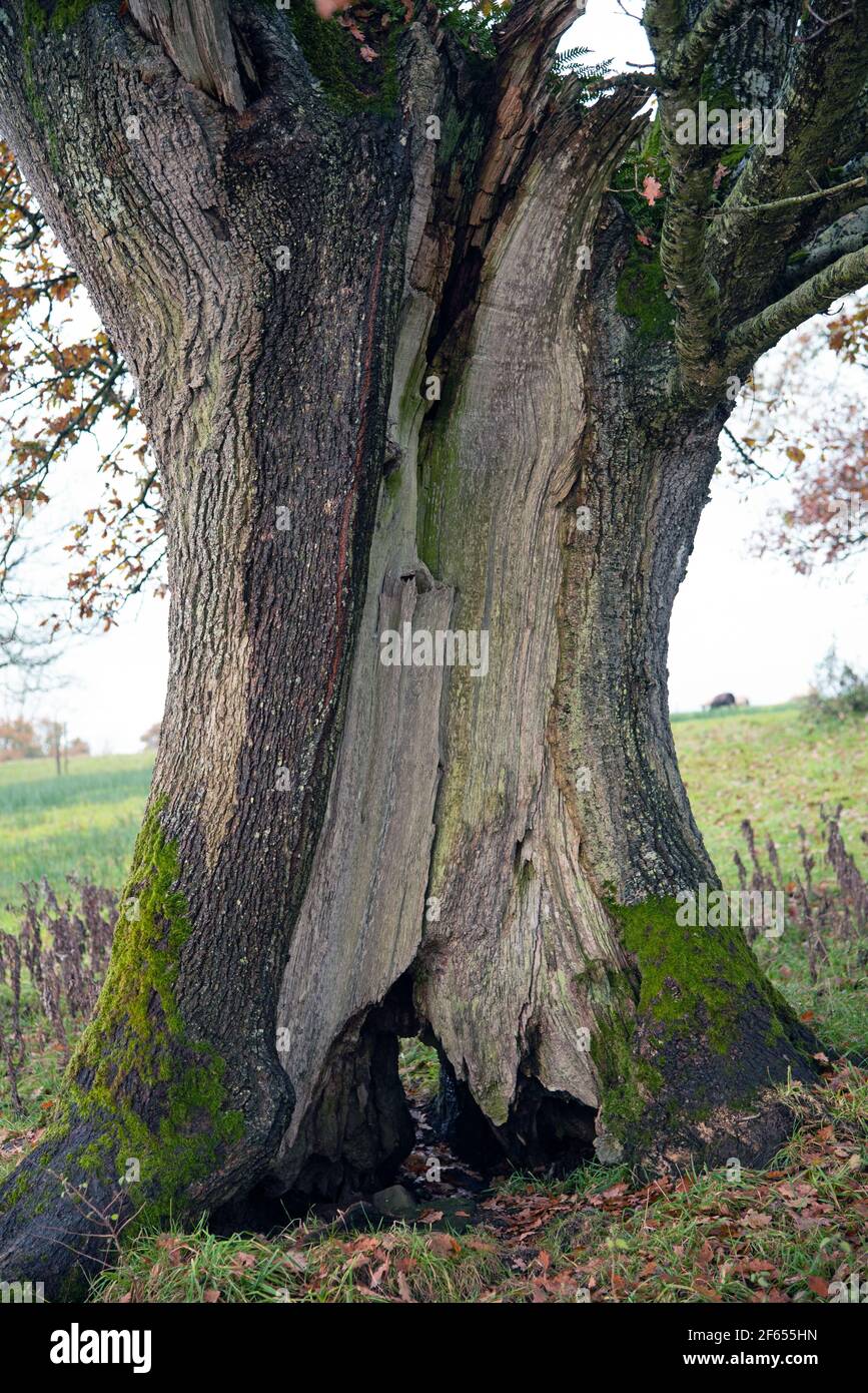 Crom, Irlanda del Nord - 8 novembre 2020. Vecchio albero nel Castello di Croms, Co. Fermanagh, Irlanda del Nord Foto Stock