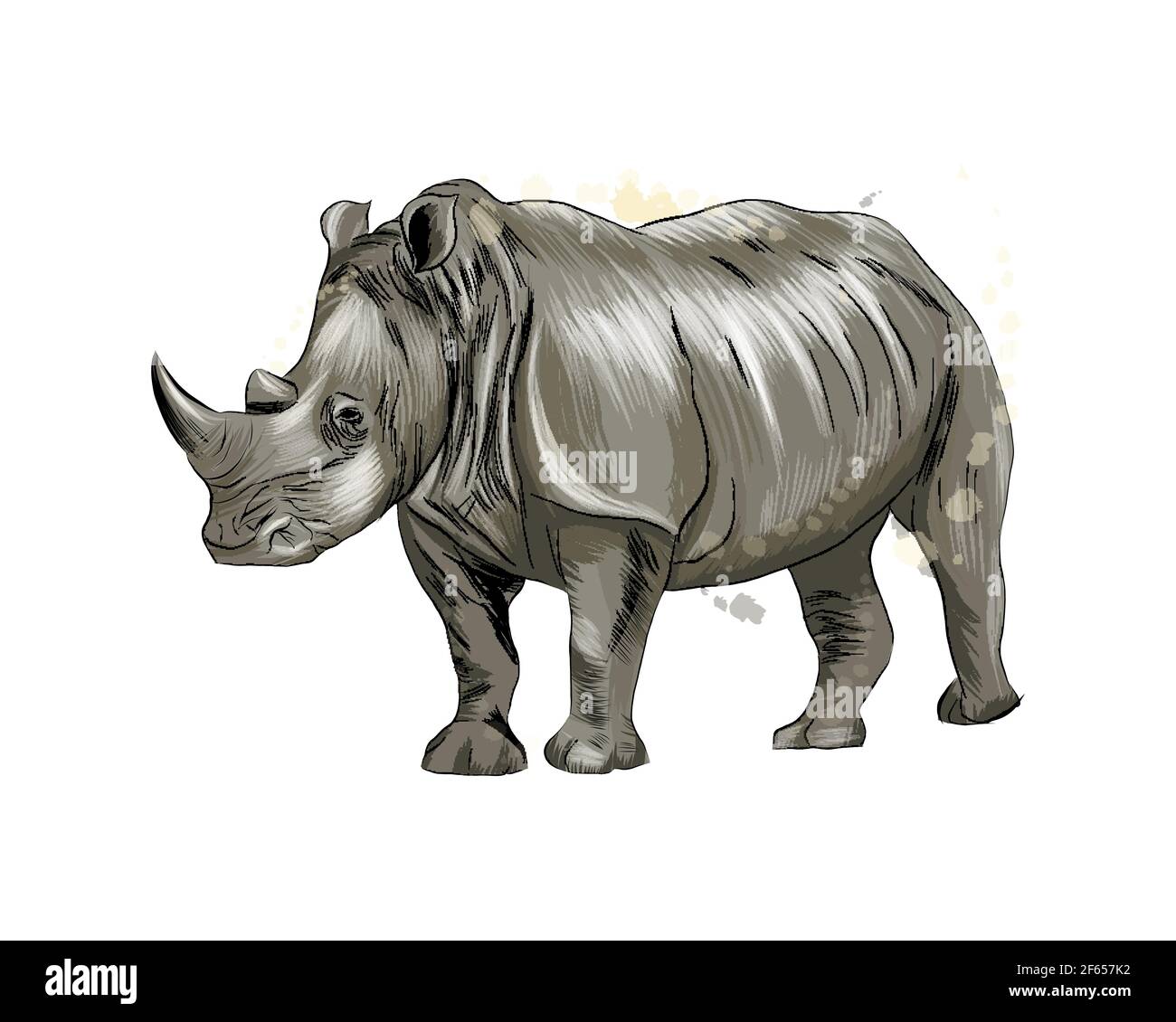 Rinoceronti da un tuffo di acquerello, disegno colorato, realistico. Illustrazione vettoriale delle vernici Illustrazione Vettoriale