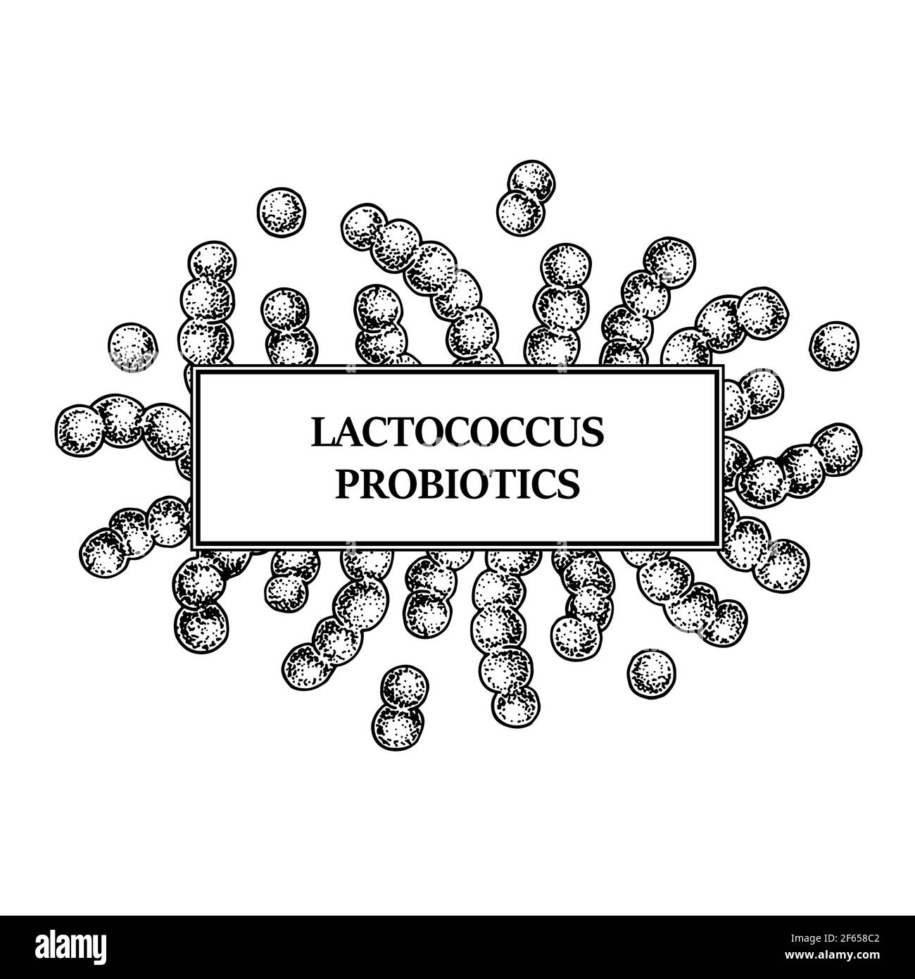 Struttura di batteri lattococcici probiotici disegnati a mano. Progettazione di imballaggi e informazioni mediche. Illustrazione vettoriale nello stile di schizzo Illustrazione Vettoriale