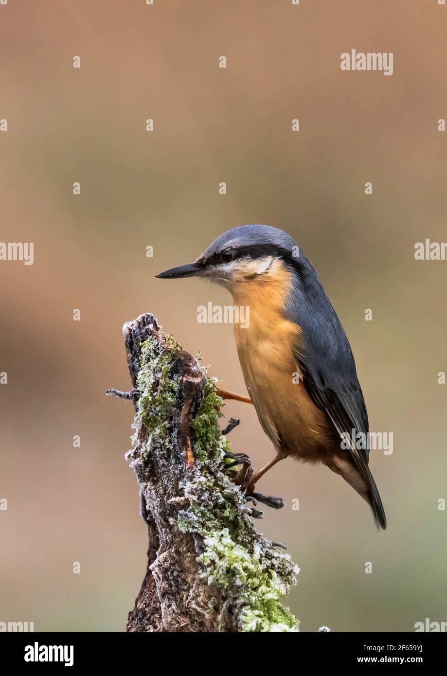 Nuthatch (Sitta Europaea) Riserva RSPB del Regno Unito Foto Stock