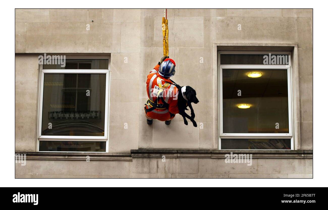Servizio di discesa degli incendi Rescue Dogs... che stanno frequentando Crufts pratica sul Kennel Club Building a Londra prima della loro apparizione a Crufts dal 10 al 13 marzo 2005 Handler Neil Woodmansey, Lincolnshire Fire and Rescue Service con il suo Labrador Holly.pic David Sandison 1/3/2005 Foto Stock